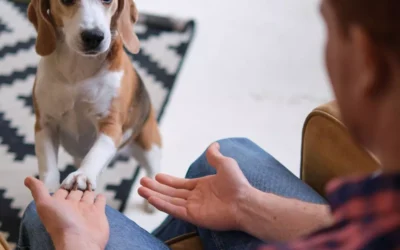 ABA in the Home Environment